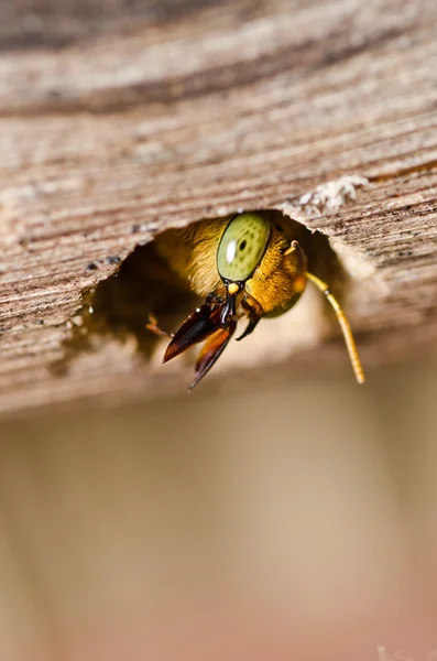Плотниковая пчела в природе — стоковое фото