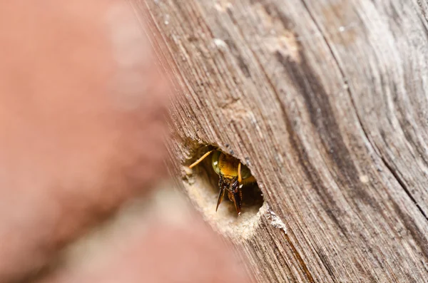 प्रकृति में कारीगर मधुमक्खी — स्टॉक फ़ोटो, इमेज
