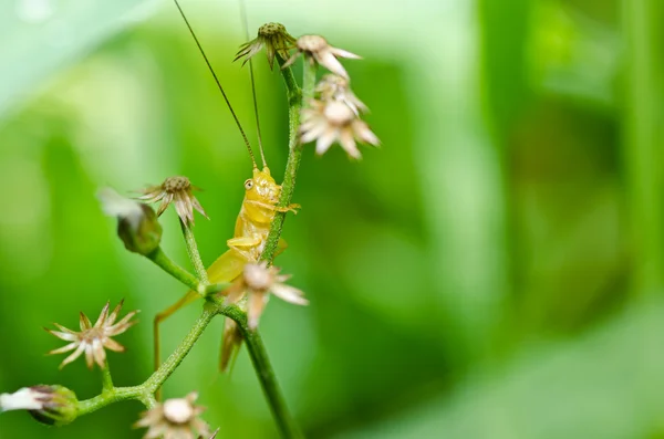 Heuschrecke in grüner Natur — Stockfoto