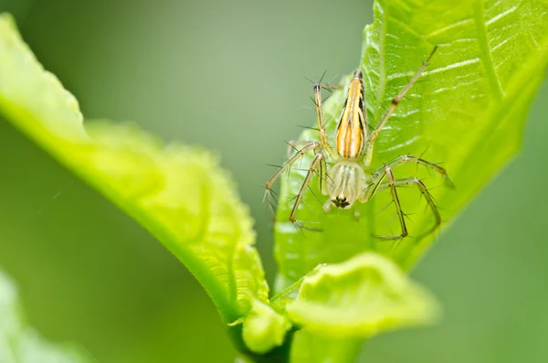 Spinne mit langen Beinen in grüner Natur — Stockfoto