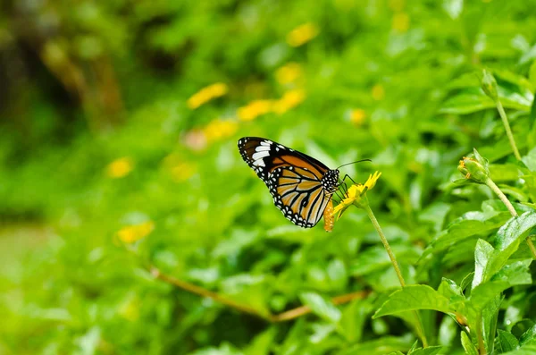Mariposa en la naturaleza verde —  Fotos de Stock