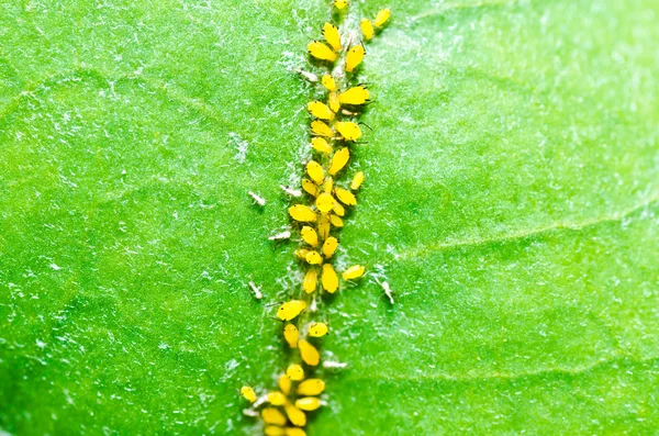 Insectele afide în natură verde — Fotografie, imagine de stoc