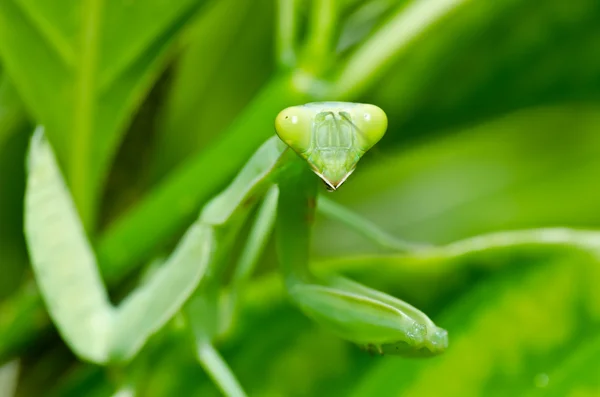 緑の自然のカマキリ — ストック写真