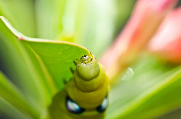 在绿色自然螳螂 — 图库照片