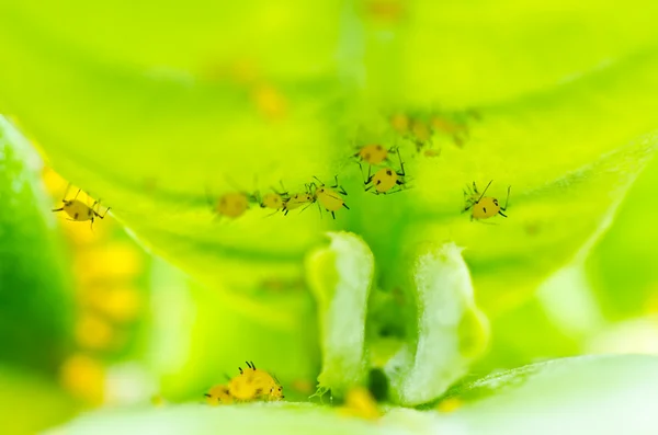 蚜虫昆虫在绿色自然中 — 图库照片