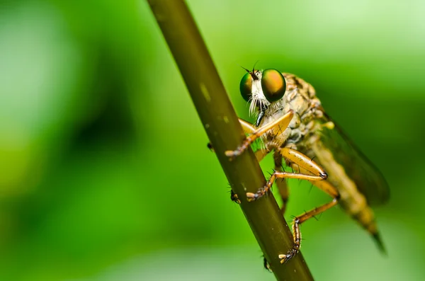 Robberfly en la naturaleza verde —  Fotos de Stock