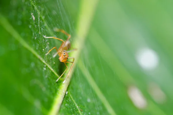 Rote Spinne in der Natur — Stockfoto
