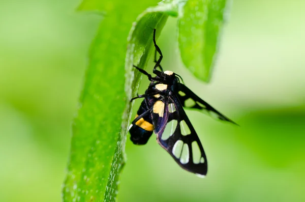 stock image Butterfly in green nature