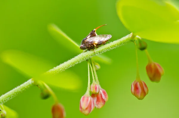 Yaprak biti böcek yeşil doğa — Stok fotoğraf