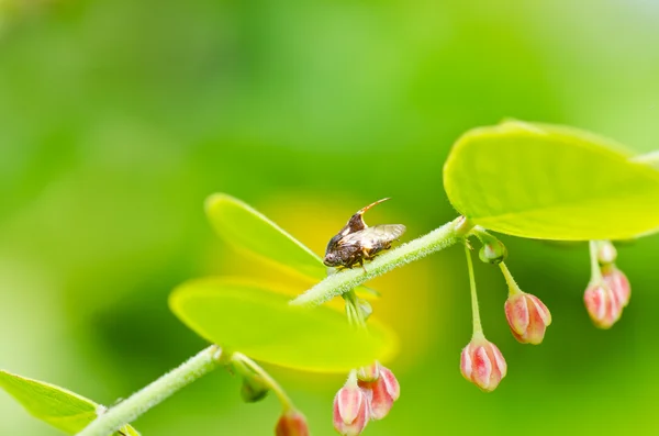 Mszyca owadów w zieleni — Zdjęcie stockowe