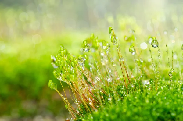 Verse moss en water druppels in groene natuur — Stockfoto