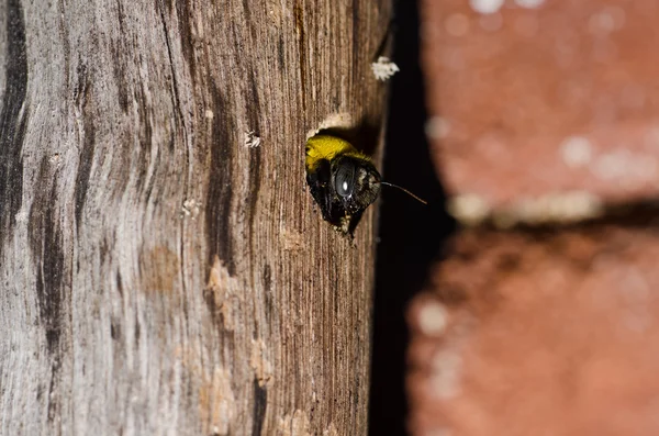 La abeja carpintera en la naturaleza — Foto de Stock
