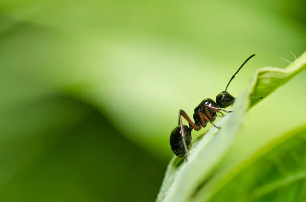Black ant in green nature — Stock Photo, Image