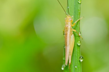 Grasshopper in green nature