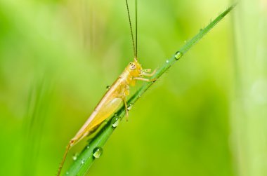 Grasshopper in green nature