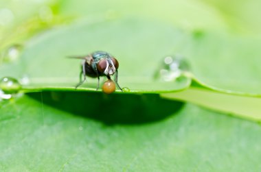 Yeşil doğada fly