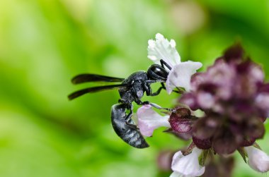 siyah wasp yeşil doğa veya Bahçe