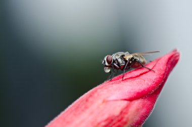 Yeşil doğada fly