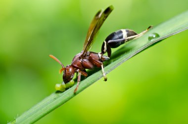 Wasp yeşil doğa veya Bahçe