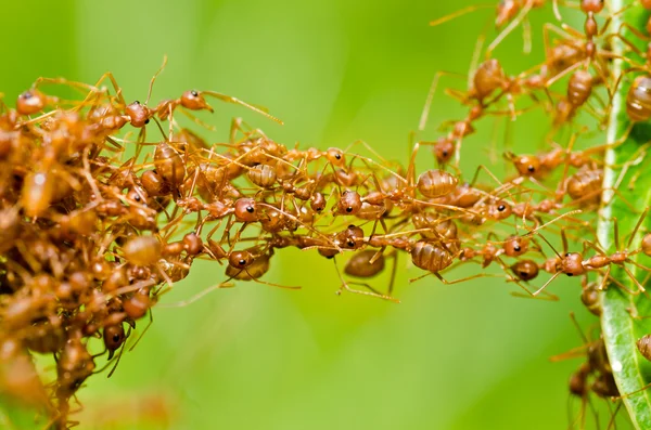 緑の自然の中で赤アリ — ストック写真