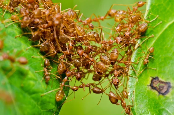 녹색 자연에 빨간 개미 — 스톡 사진