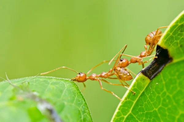 Hormiga roja en la naturaleza verde — Foto de Stock