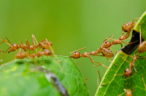 Röd myra i naturen — Stockfoto