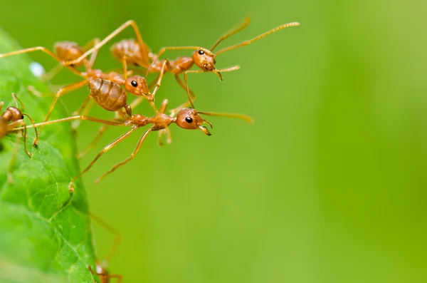 Rode ant in de groene natuur — Stockfoto