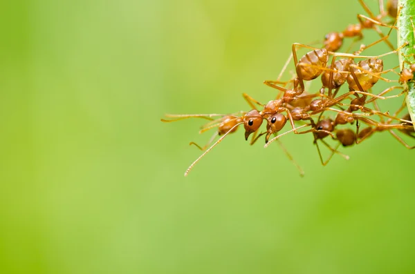 Κόκκινο μυρμήγκι στην καταπράσινη φύση — Φωτογραφία Αρχείου