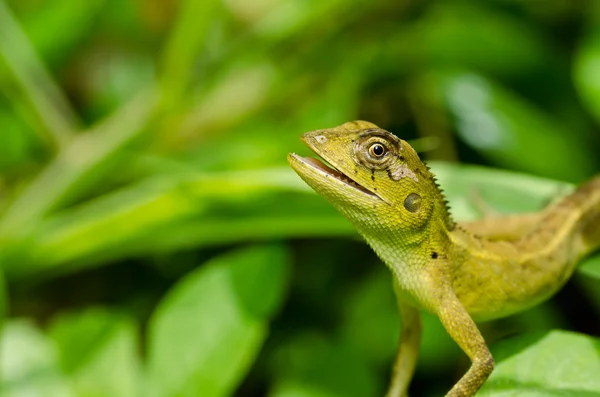 緑の自然のトカゲ — ストック写真