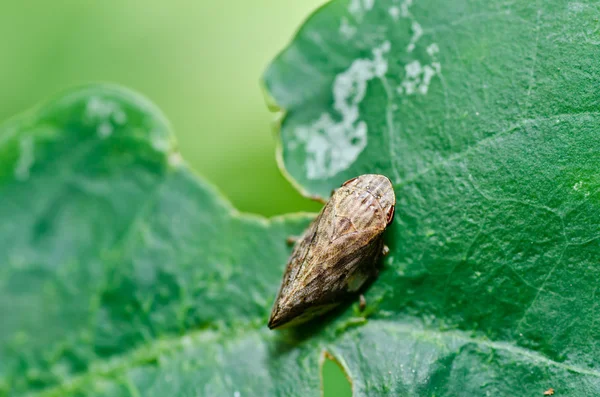 Тля насекомого в зеленой природе — стоковое фото