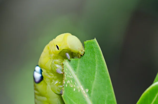 Gusano en la naturaleza verde — Foto de Stock