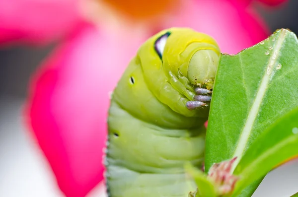 在绿色自然中的蠕虫 — 图库照片