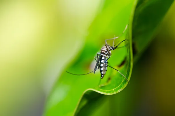 Zanzara in natura — Foto Stock
