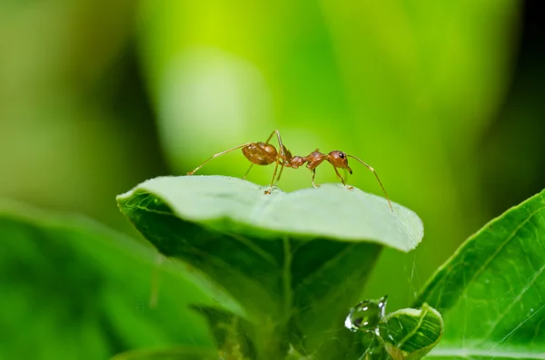 Rode ant in de groene natuur — Stockfoto