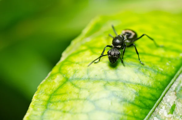 緑の自然の中で黒蟻 — ストック写真