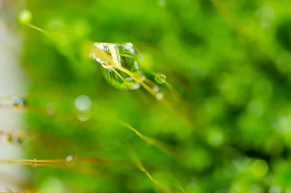 緑の自然の中で新鮮な水を滴します。 — ストック写真