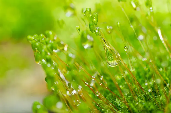 Fresh moss in green nature — Stock Photo, Image