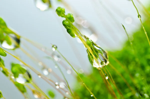 Verse moss in de groene natuur — Stockfoto