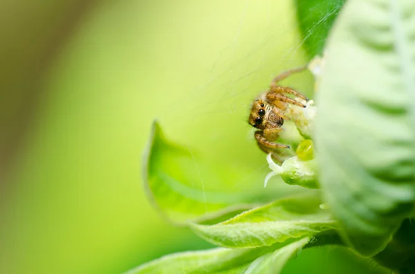 緑の自然のハエトリグモ — ストック写真