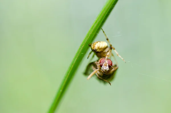 Spider mangiare volare in natura — Foto Stock