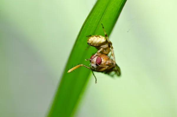 Паук ест муху в природе — стоковое фото