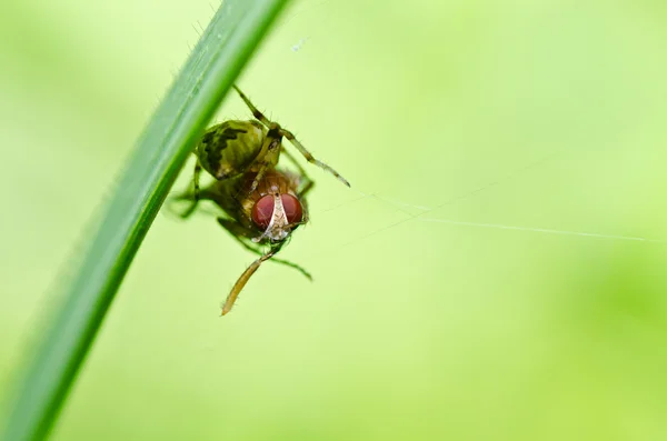 Spinnen fressen Fliege in der Natur — Stockfoto