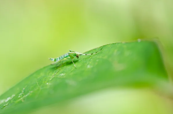 Mosquito verde na natureza — Fotografia de Stock