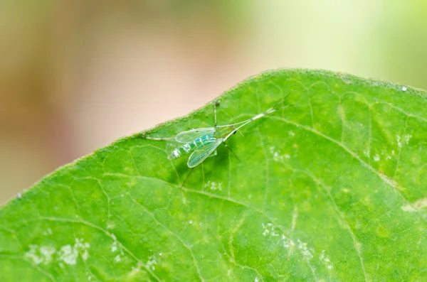 Grüne Mücke in der Natur — Stockfoto