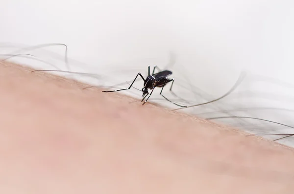 自然の中で蚊 — ストック写真