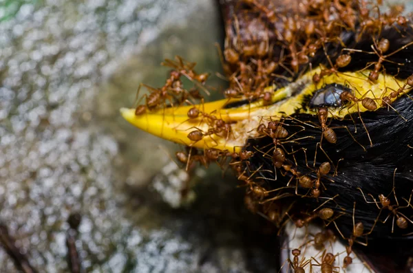 Hormiga roja come pájaro en la naturaleza verde —  Fotos de Stock