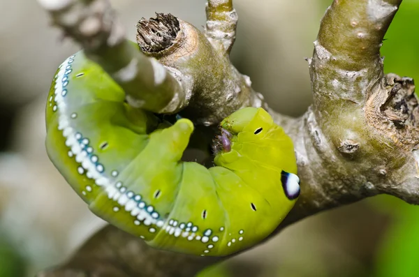 Yeşil doğada solucan — Stok fotoğraf