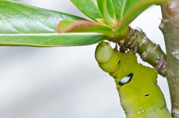 Verme na natureza verde — Fotografia de Stock