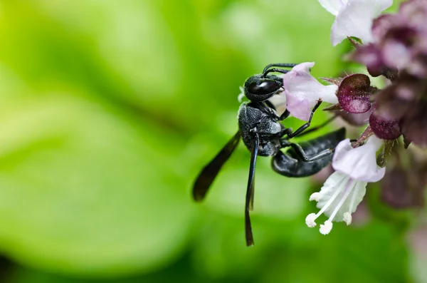 Zwarte wasp in de groene natuur of in de tuin — Stockfoto